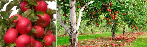 Как влияет климат на устойчивость яблони к парше