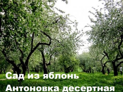 Антоновка десертная- описание сорта, фото, советы по уходу