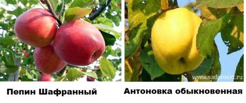 Антоновка десертная- описание сорта, фото, советы по уходу