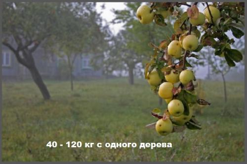 Антоновка десертная- описание сорта, фото, советы по уходу