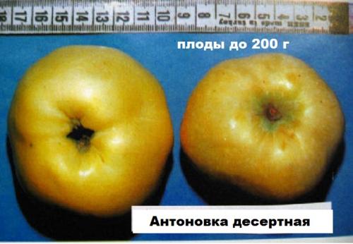 Антоновка десертная- описание сорта, фото, советы по уходу
