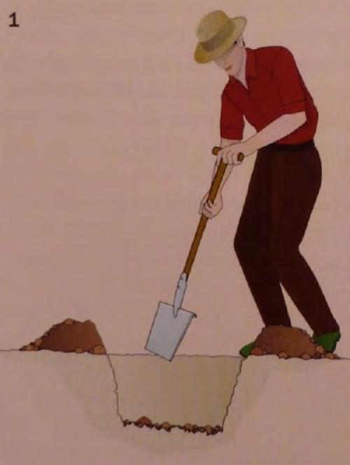 Какие условия необходимо создать для плодовых кустарников в питомнике. Основные правила посадки деревьев и кустов из питомника