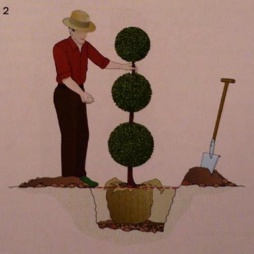 Какие условия необходимо создать для плодовых кустарников в питомнике. Основные правила посадки деревьев и кустов из питомника