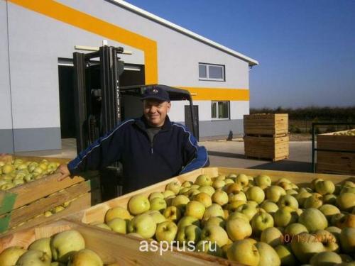 Плодовые кустарники: выбор и уход в питомнике 08 Плодовые кустарники: выбор и уход в питомнике 08