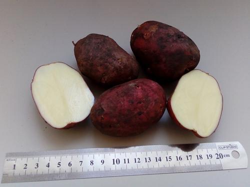 Картофель сорт Рокко цвет в середине. Сорт картофеля Рокко