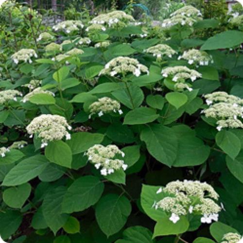 Какие особенности ухода за гортензиями в зависимости от сезона. НЕКОТОРЫЕ ОСОБЕННОСТИ, КОТОРЫЕ НАДО УЧИТЫВАТЬ ПРИ УХОДЕ ЗА ГОРТЕНЗИЯМИ ОСЕНЬЮ