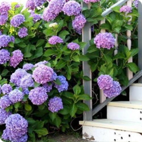 Какие удобрения лучше использовать для гортензий и как их применять
