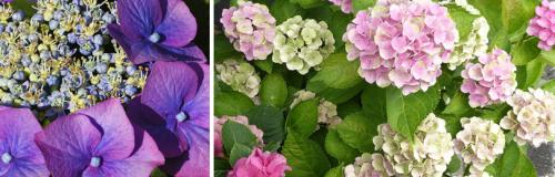 Какие особенности ухода за гортензиями в зависимости от сезона. НЕКОТОРЫЕ ОСОБЕННОСТИ, КОТОРЫЕ НАДО УЧИТЫВАТЬ ПРИ УХОДЕ ЗА ГОРТЕНЗИЯМИ ОСЕНЬЮ