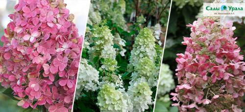 Как правильно формировать гортензии и когда это делать. Клумба на зависть. Как правильно формировать кусты гортензии?