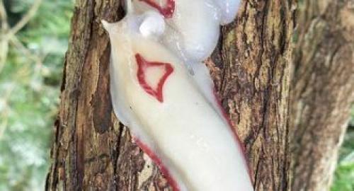 Откуда берутся слизни и как с ними бороться. Описание слизней