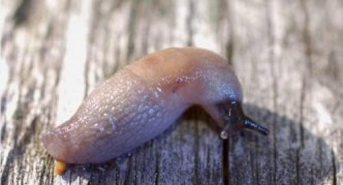 Откуда берутся слизни и как с ними бороться. Описание слизней