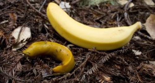 Откуда берутся слизни и как с ними бороться. Описание слизней