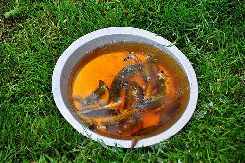 Чего боятся слизни в подвале. Как избавиться от слизней в погребе и прочих вредителей