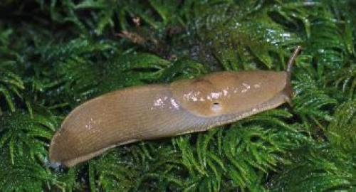 Откуда берутся слизни и как с ними бороться. Описание слизней