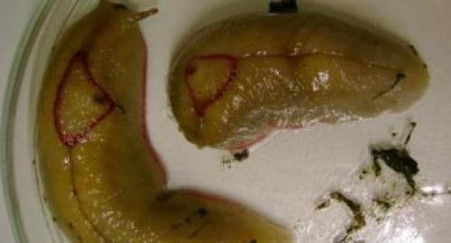 Откуда берутся слизни и как с ними бороться. Описание слизней