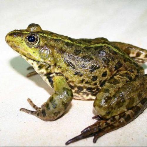 Чего боятся слизни в подвале. Как избавиться от слизней в погребе и прочих вредителей