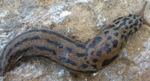 Откуда берутся слизни и как с ними бороться. Описание слизней