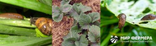 Как избавиться от слизней на участке самый эффективный способ. Как избавиться от слизней в огороде