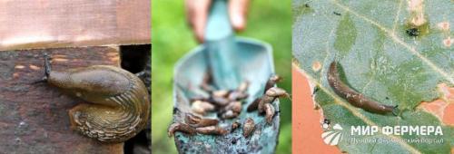 Как избавиться от слизней на участке самый эффективный способ. Как избавиться от слизней в огороде