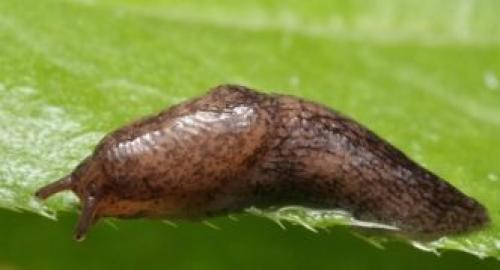 Откуда берутся слизни и как с ними бороться. Описание слизней