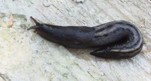 Откуда берутся слизни и как с ними бороться. Описание слизней