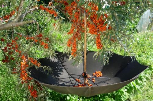 Как собрать ягоды с кустарников на даче. Тонкости и хитрости. Какими способами собирают плоды и ягоды