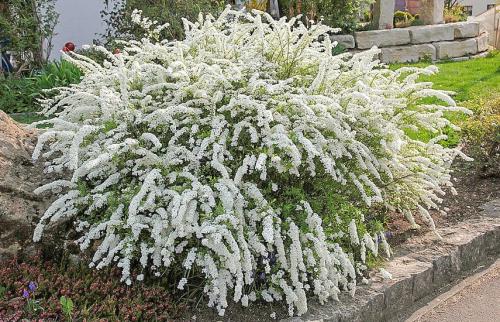 Что такое неприхотливые ягодные кустарники. Неприхотливые кустарники на даче для красоты и пользы