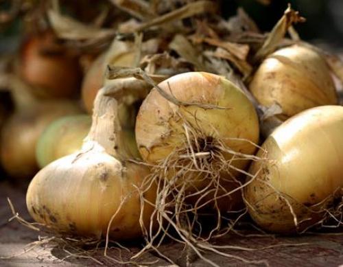 Заморозка, сушка или маринование: какой способ сохранения лука подходит вам 01