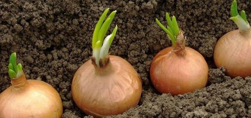 Лучшие практики по обрезке лука для долгосрочного хранения 04 Лучшие практики по обрезке лука для долгосрочного хранения 04