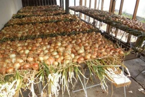 Какие инструменты необходимы для сушки лука. Где и как сушить лук после сбора