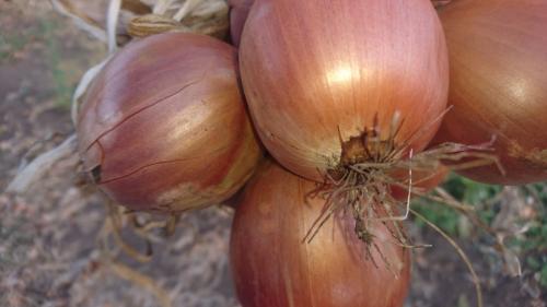 Какие сорта лука лучше всего подходят для сушки. Как сушить лук?