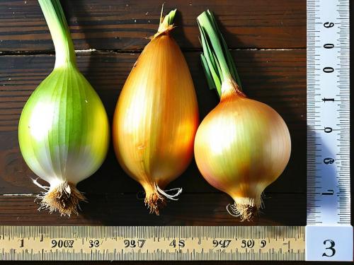 Лучшие практики для сохранения урожая лука: простые правила 05 Лучшие практики для сохранения урожая лука: простые правила 05