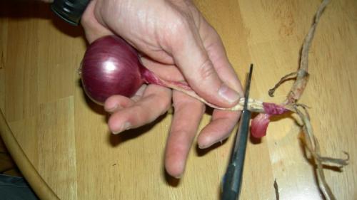 Какие инструменты нужны для обрезки лука. Зачем обрезать лук, и как правильно это сделать для хранения на зиму