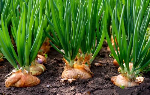 Лучшие практики по обрезке лука для долгосрочного хранения 05 Лучшие практики по обрезке лука для долгосрочного хранения 05
