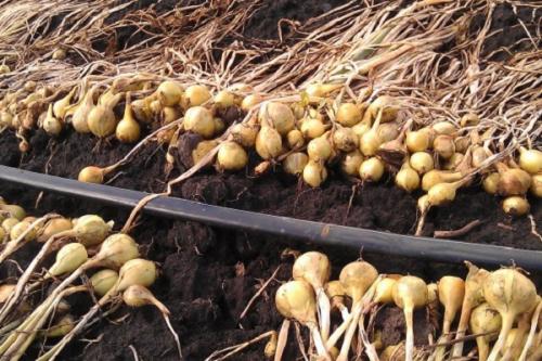 Какие инструменты необходимы для сушки лука. Где и как сушить лук после сбора