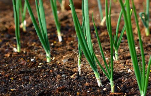Лучшие практики по обрезке лука для долгосрочного хранения 07 Лучшие практики по обрезке лука для долгосрочного хранения 07