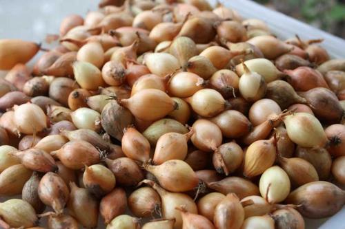 Какие сорта лука лучше всего подходят для сушки. Как сушить лук?