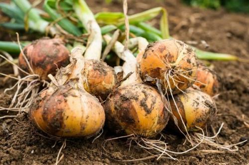 Как определить, когда лук готов к сушке. Когда убирать лук с грядки