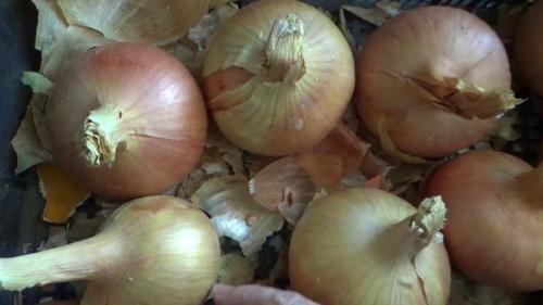 Какие инструменты нужны для обрезки лука. Зачем обрезать лук, и как правильно это сделать для хранения на зиму