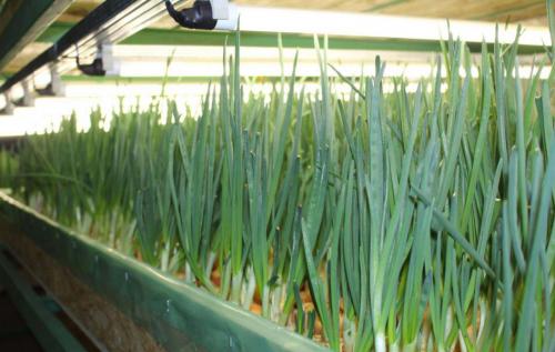 Лучшие практики по обрезке лука для долгосрочного хранения 09 Лучшие практики по обрезке лука для долгосрочного хранения 09