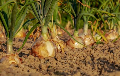 Лучшие практики по обрезке лука для долгосрочного хранения 06 Лучшие практики по обрезке лука для долгосрочного хранения 06