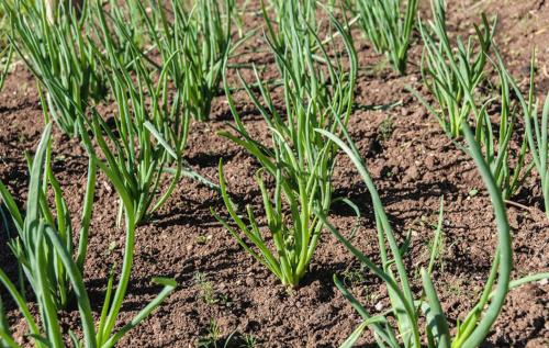 Лучшие практики по обрезке лука для долгосрочного хранения 10 Лучшие практики по обрезке лука для долгосрочного хранения 10