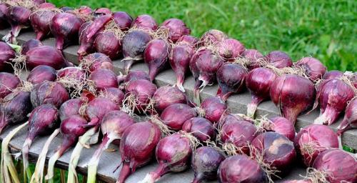 Какие сорта лука лучше всего подходят для сушки. Как сушить лук?