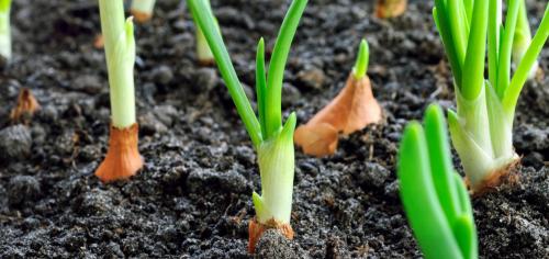 Лучшие практики по обрезке лука для долгосрочного хранения 08 Лучшие практики по обрезке лука для долгосрочного хранения 08