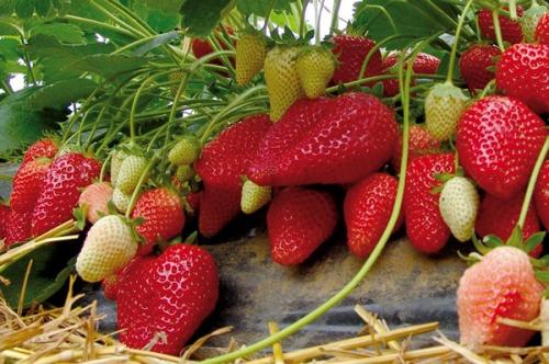 Лучшие ремонтантные сорта клубники для бизнеса. 12 лучших ремонтантных сортов клубники: подробный обзор с описаниями и фото