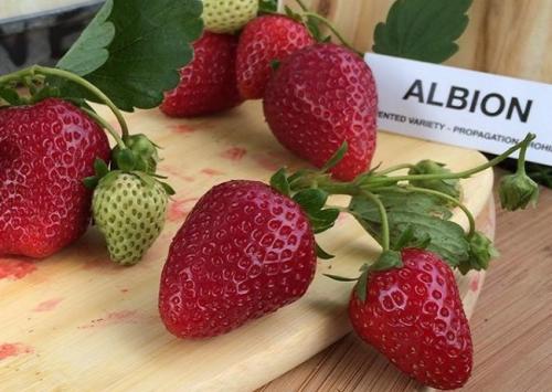 Лучшие ремонтантные сорта клубники для бизнеса. 12 лучших ремонтантных сортов клубники: подробный обзор с описаниями и фото