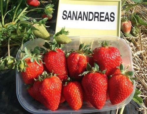 Лучшие ремонтантные сорта клубники для бизнеса. 12 лучших ремонтантных сортов клубники: подробный обзор с описаниями и фото