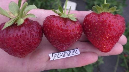 Лучшие сорта ремонтантной клубники для Подмосковья. Сажаем клубнику: лучшие сорта для Подмосковья