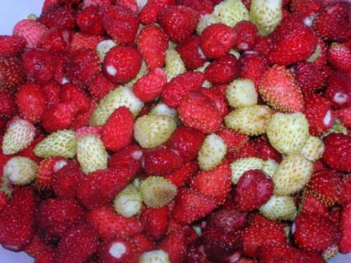 Клубника сорт ремонтантная. Что значит ремонтантная клубника