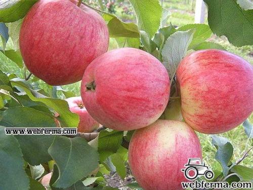 Сорт яблок полосатых. Разновидности сорта яблони Осеннее полосатое или Штрейфлинг 01